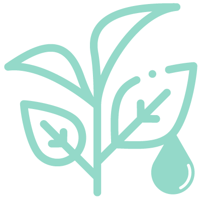 Yeşil Çay Ekstraktı